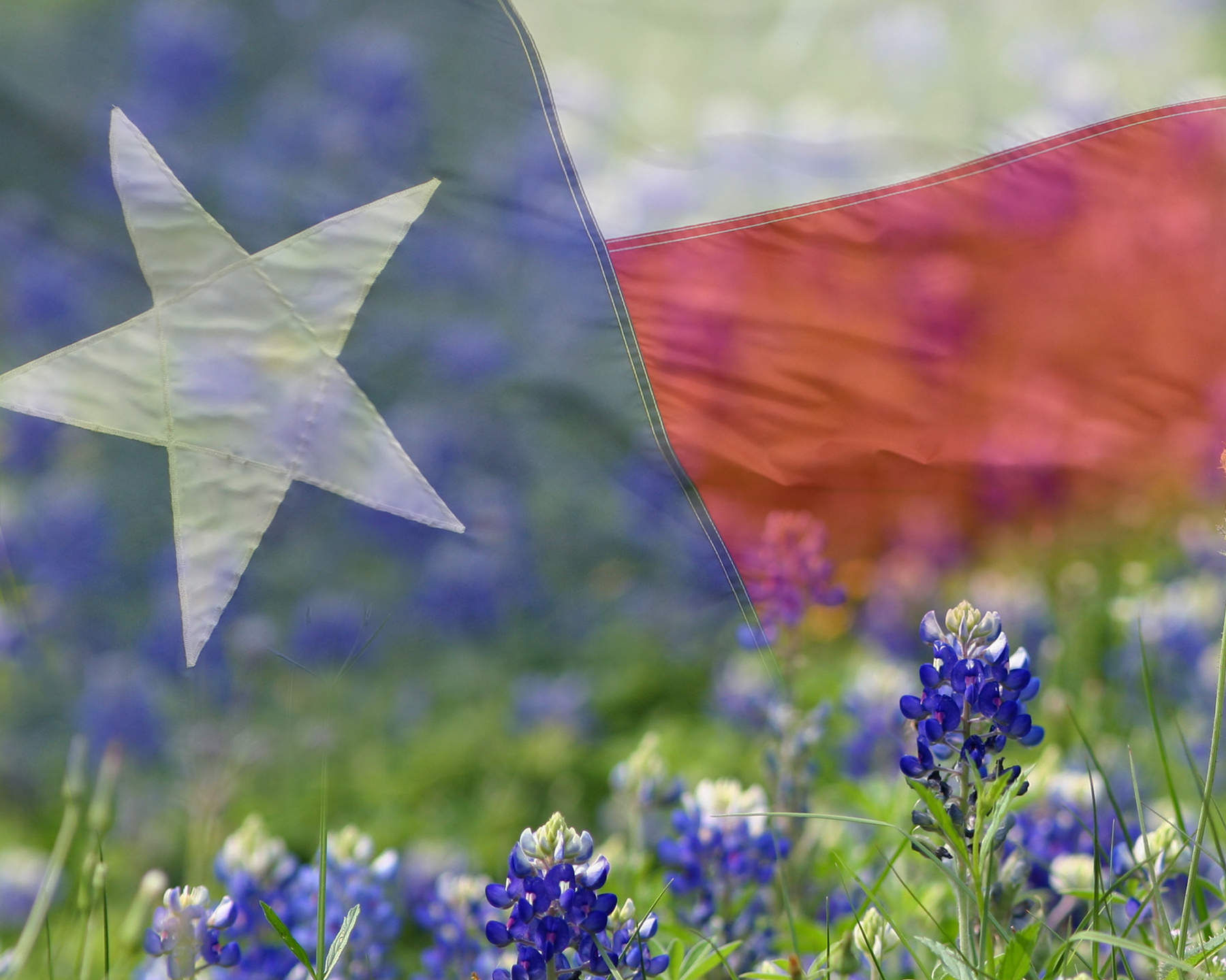 Texas Flag overlaid on Bluebonnets